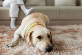Pet-Friendly Carpets: Tips for Keeping Your Floors Clean and Fresh